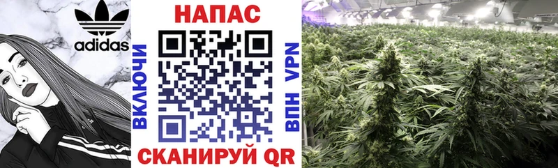 Канабис MAZAR  Мыски 